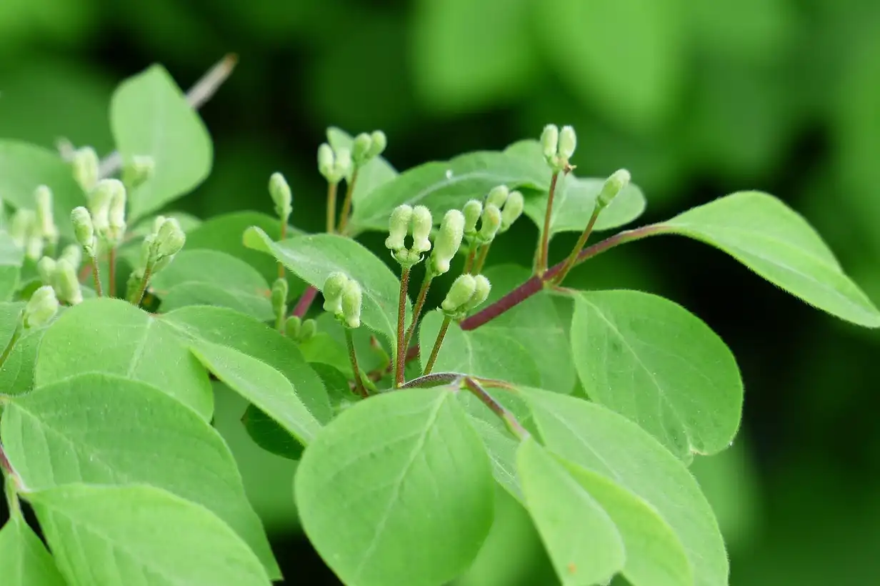 Quand tailler le chèvrefeuille ? Guide complet 2026