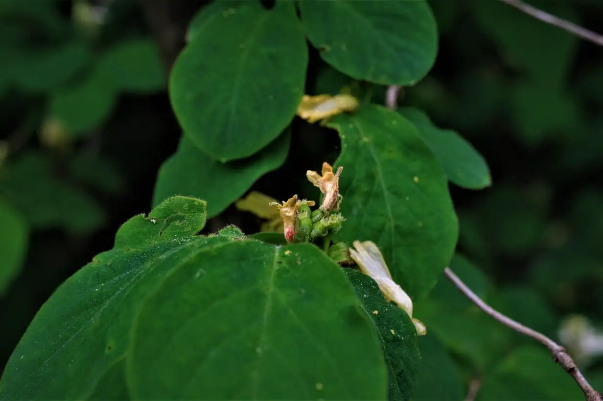 Quand tailler le chèvrefeuille ? Taille de formation et d’entretien