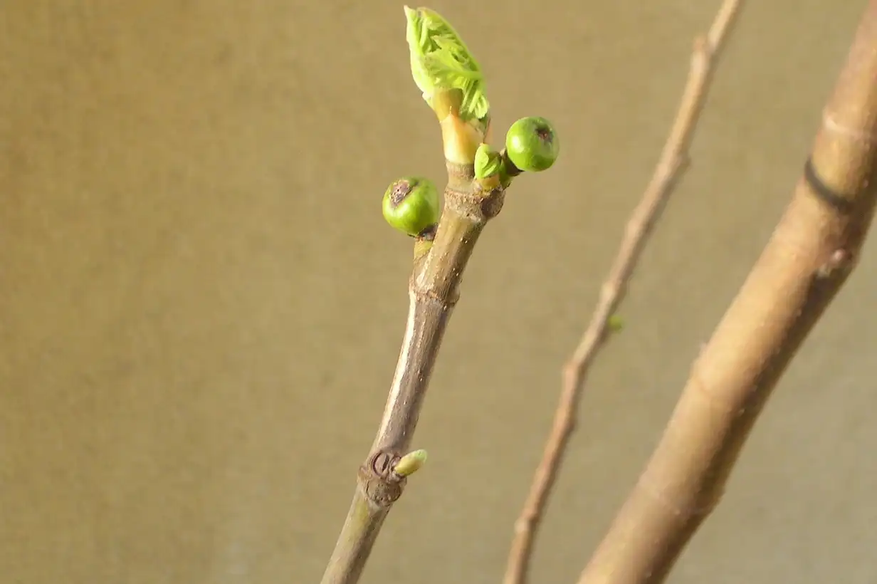 Quand tailler le figuier ? 5 erreurs à éviter pour 2026