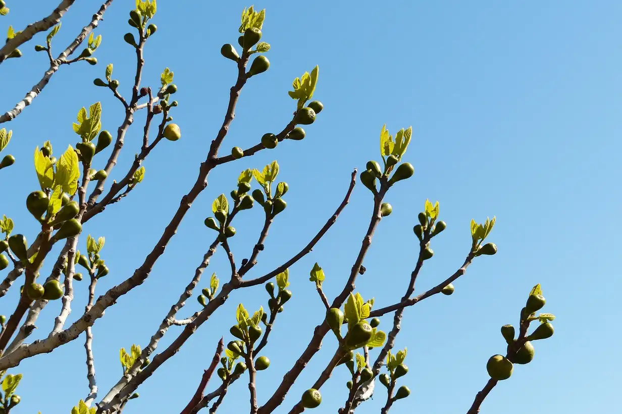 Quand tailler le figuier ? Calendrier pratique mois par mois