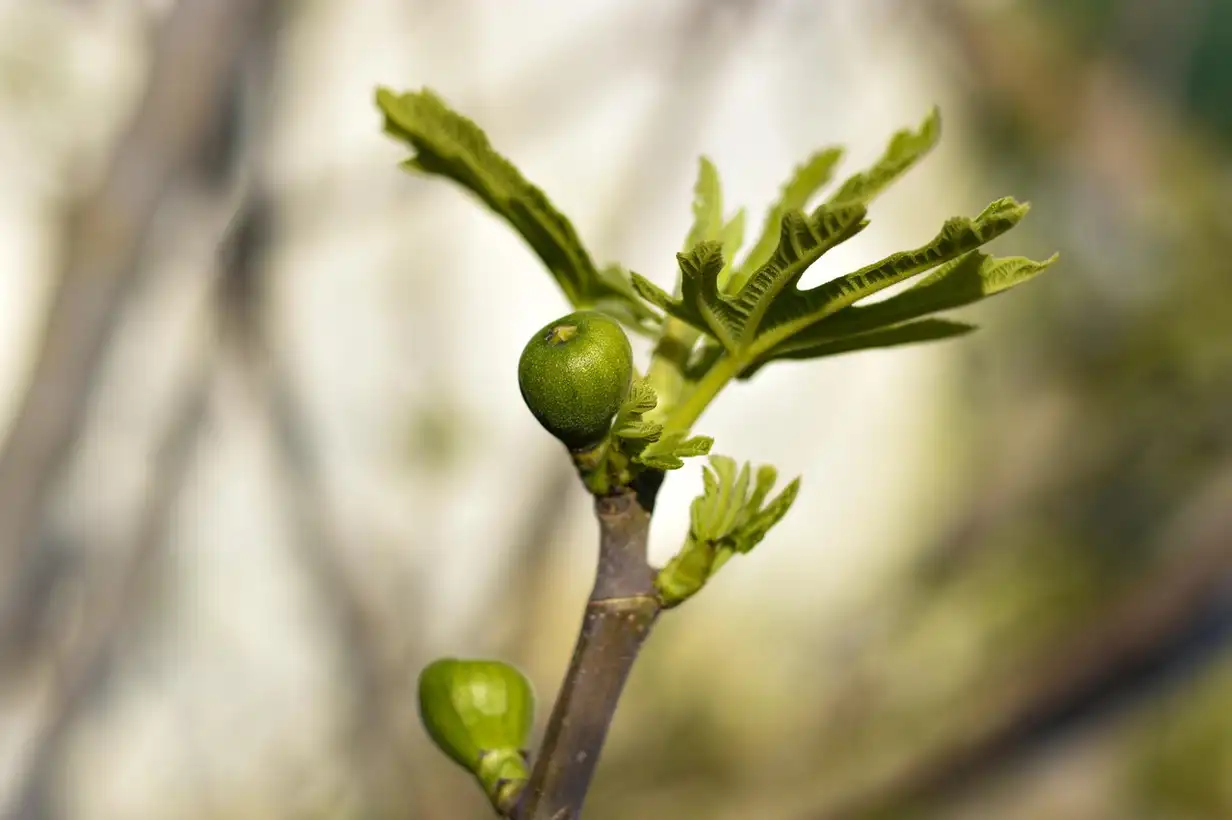 Quand tailler le figuier ? Guide complet de taille 2026