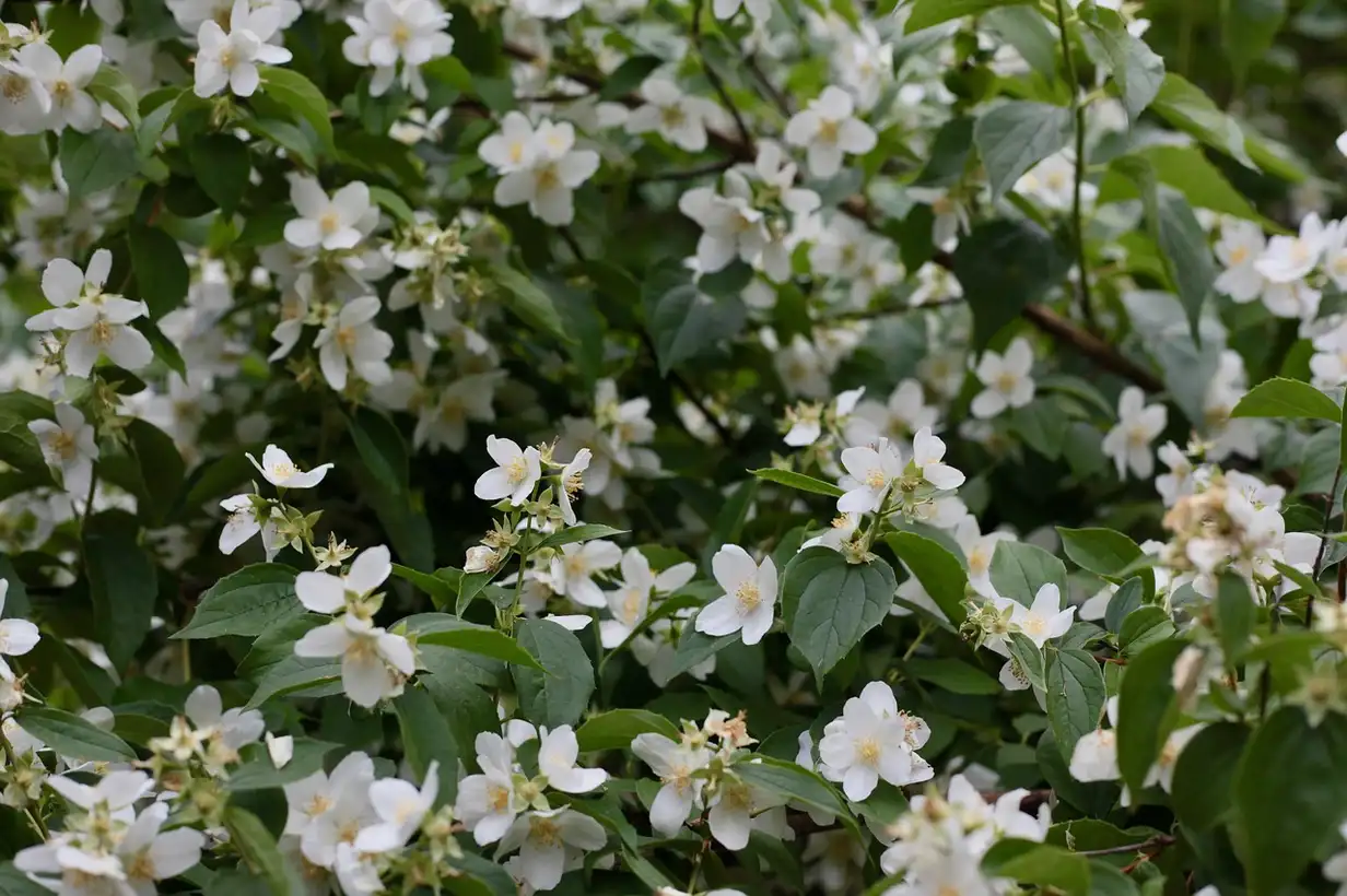 Quand tailler le jasmin ? 5 erreurs à éviter pour garder plus de fleurs