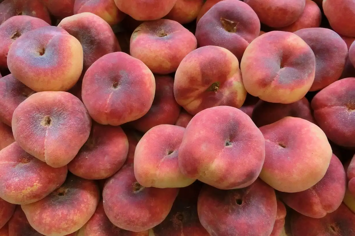 Quand tailler le pêcher ? 7 erreurs à éviter pour une belle récolte