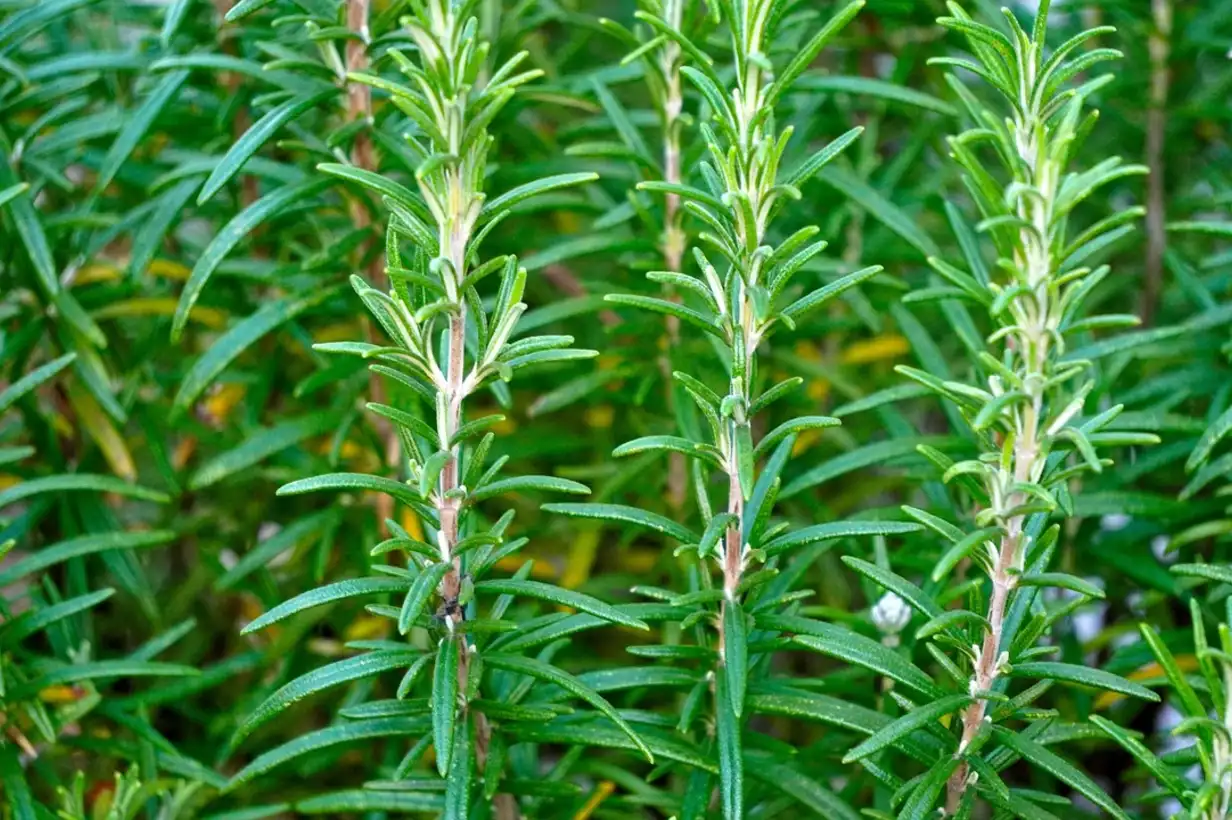 Quand tailler le romarin ? Guide complet taille et entretien 2026