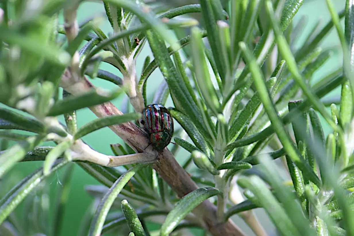 Quand tailler le romarin ? Taille en pot, balcon et petit jardin
