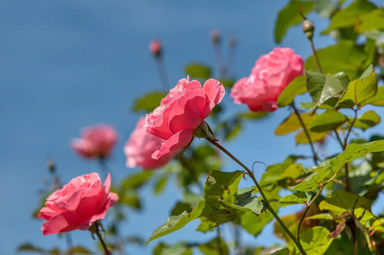 Quand tailler le rosier en pot ? 5 étapes simples pour un balcon fleuri