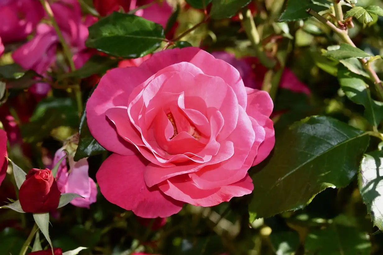 Quand tailler le rosier ? Guide complet et calendrier 2026