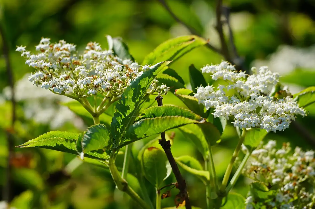 Quand tailler le sureau ? 5 erreurs à éviter pour un arbuste sain