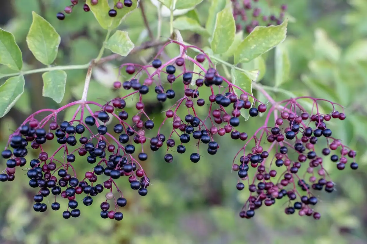 Quand tailler le sureau ? Guide complet taille et entretien 2026