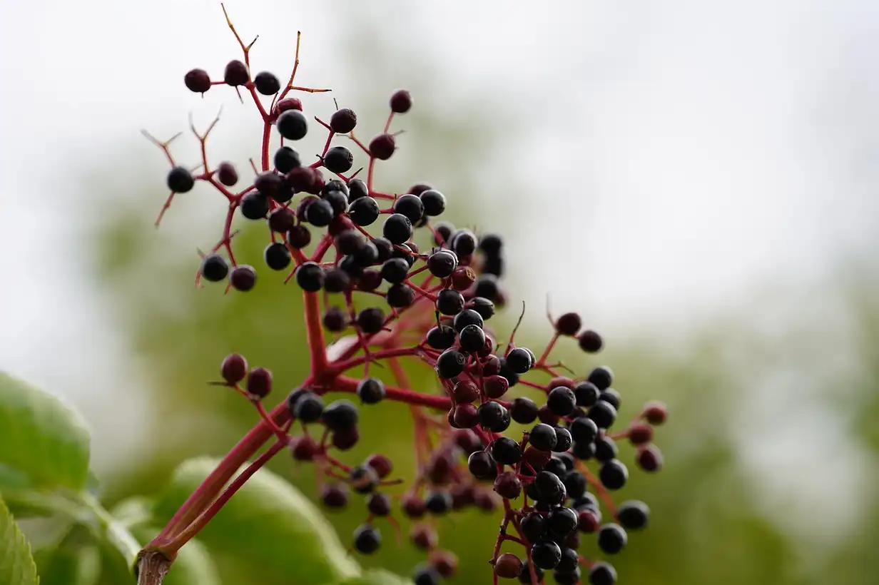 Quand tailler le sureau ? Taille douce pour plus de fleurs et de baies