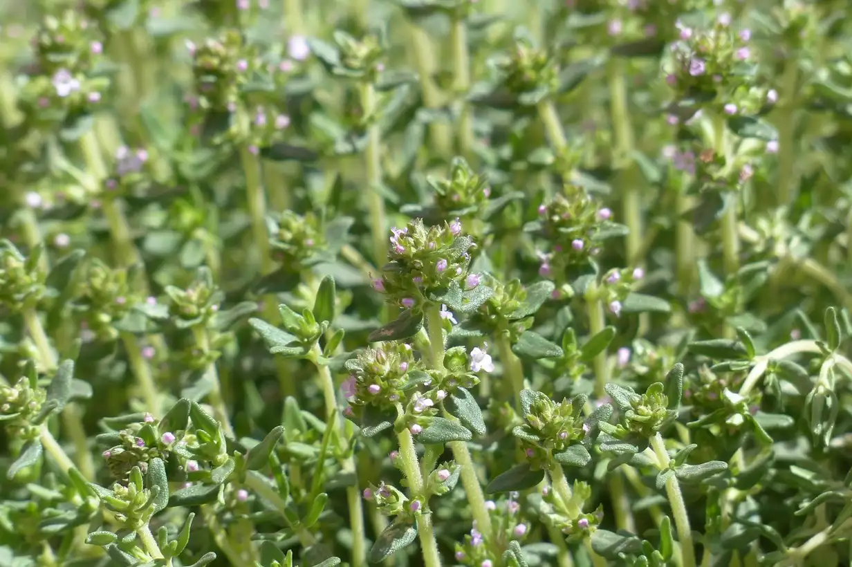 Quand tailler le thym ? Thym en pot, bordure et rocaille