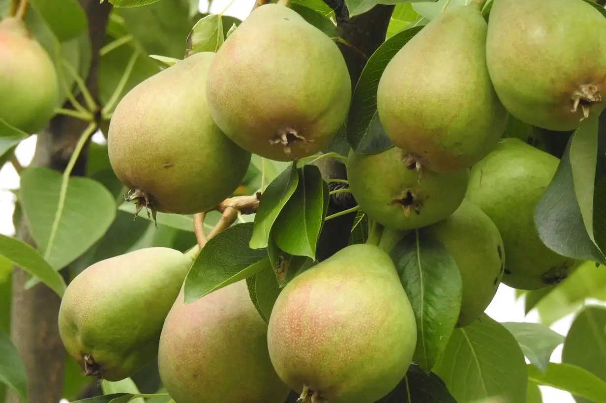 Quand tailler les poiriers ? Palissés, en gobelet ou en pot, mode d’emploi 2026