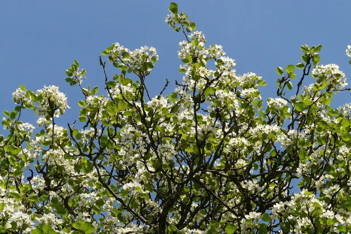 Quand tailler les poiriers ? Taille d’hiver et taille d’été expliquées