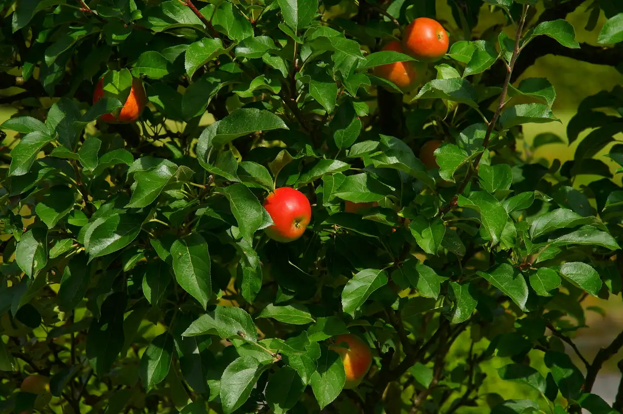 Quand tailler les pommiers ? 7 erreurs à éviter pour 2026