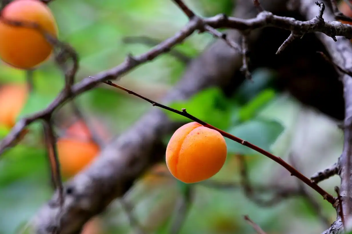 Quand tailler un abricotier ? 7 erreurs à éviter pour 2026