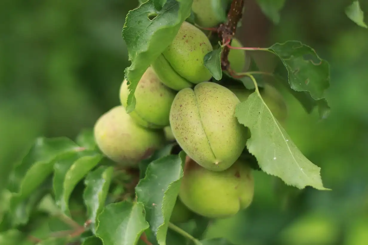 Quand tailler un abricotier ? Guide complet taille 2026