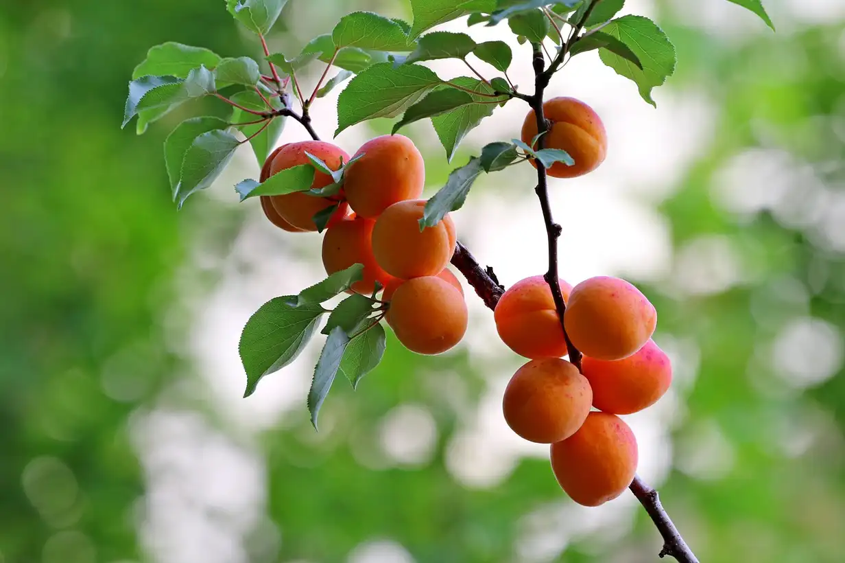 Quand tailler un abricotier ? Taille de formation et de fructification