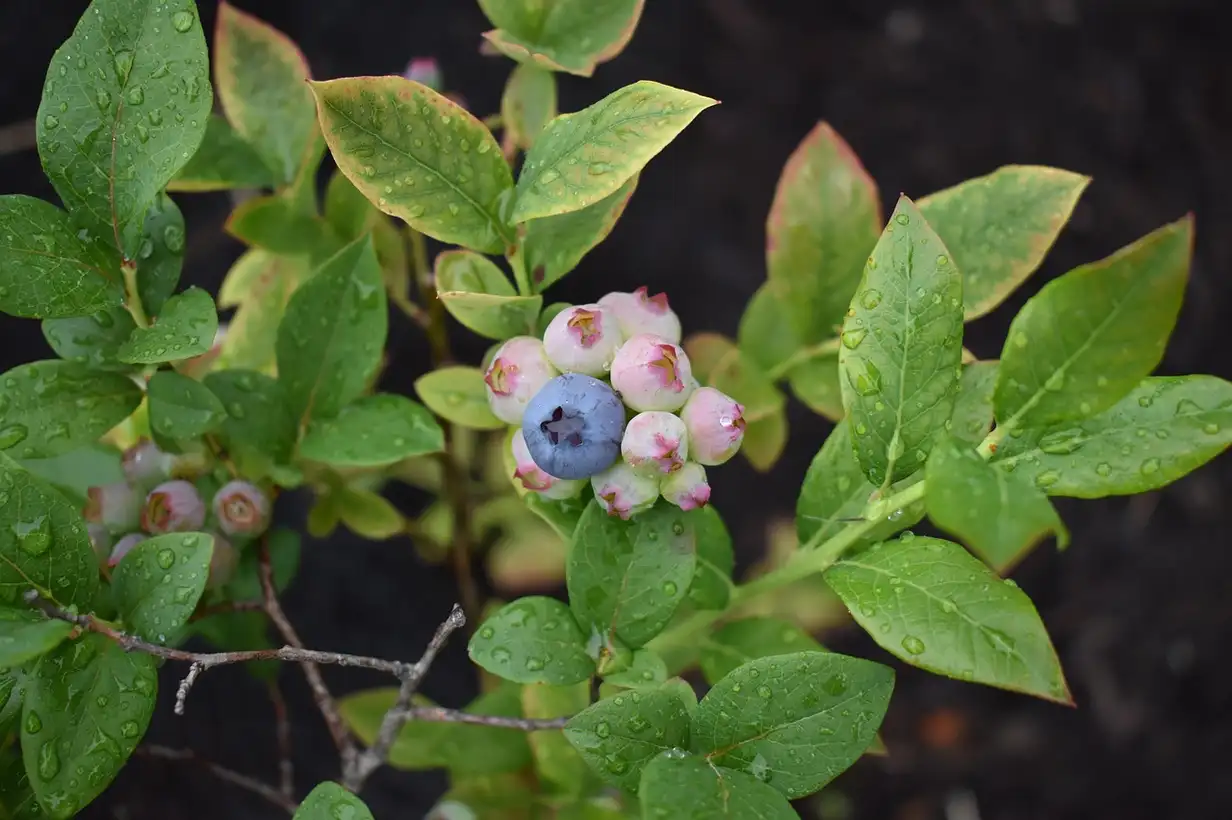 Que faut-il planter dans une terre acide ? Guide complet 2026