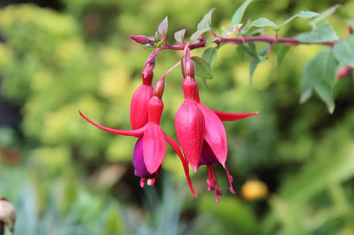 Que faut-il planter dans une terre calcaire ? Fleurs, haies et idées déco 2026