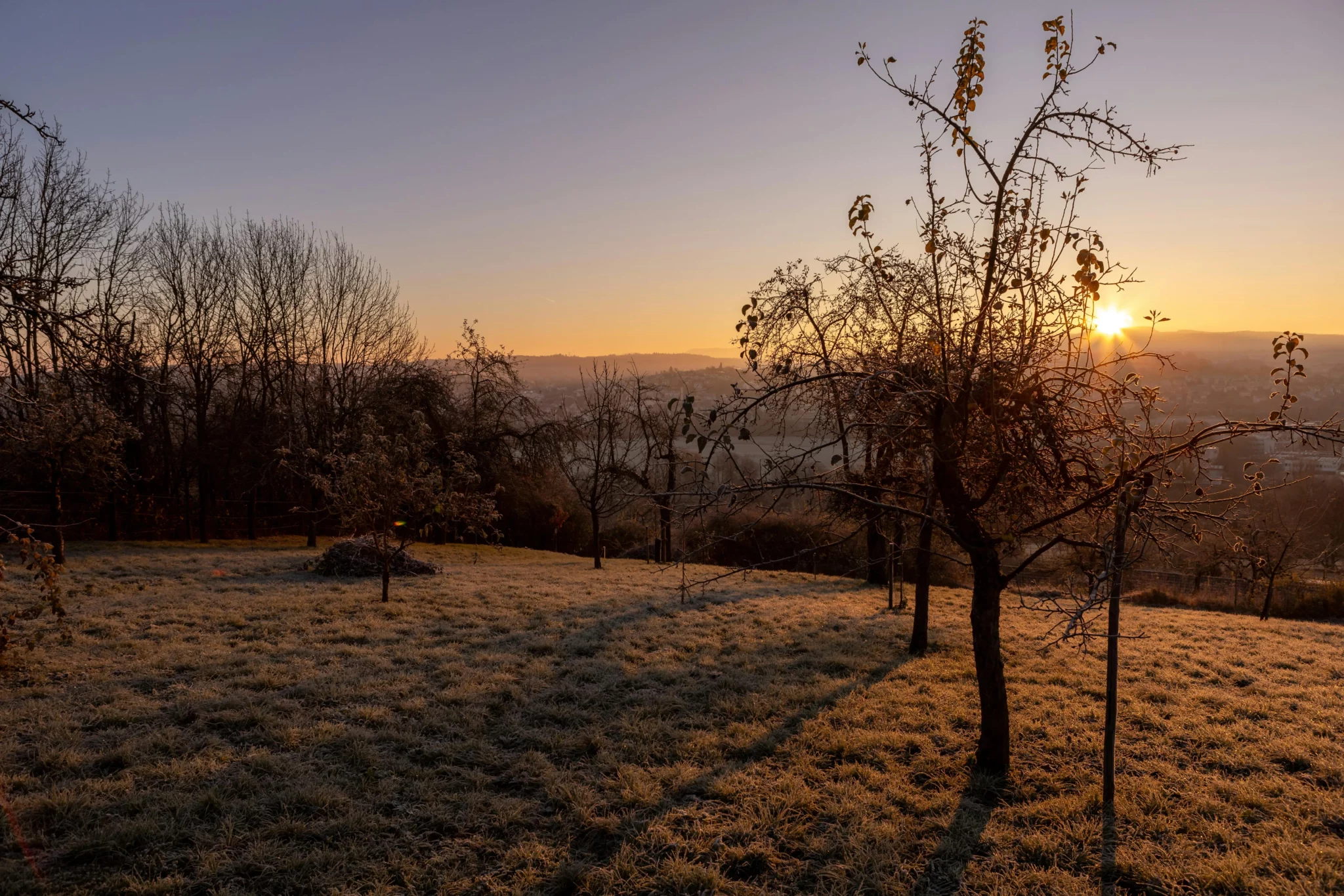 Que faut-il tailler en décembre : 7 erreurs à éviter absolument en 2026