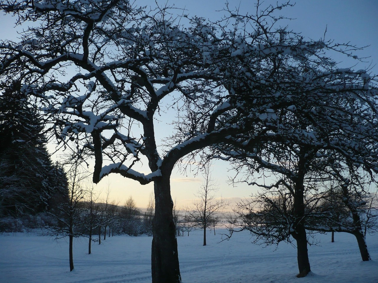 Que faut-il tailler en décembre au verger : arbres fruitiers et petits fruits