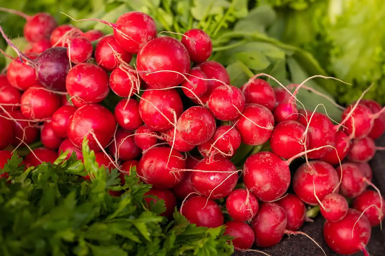 Radis : récolter, conserver et utiliser toutes les parties au jardin