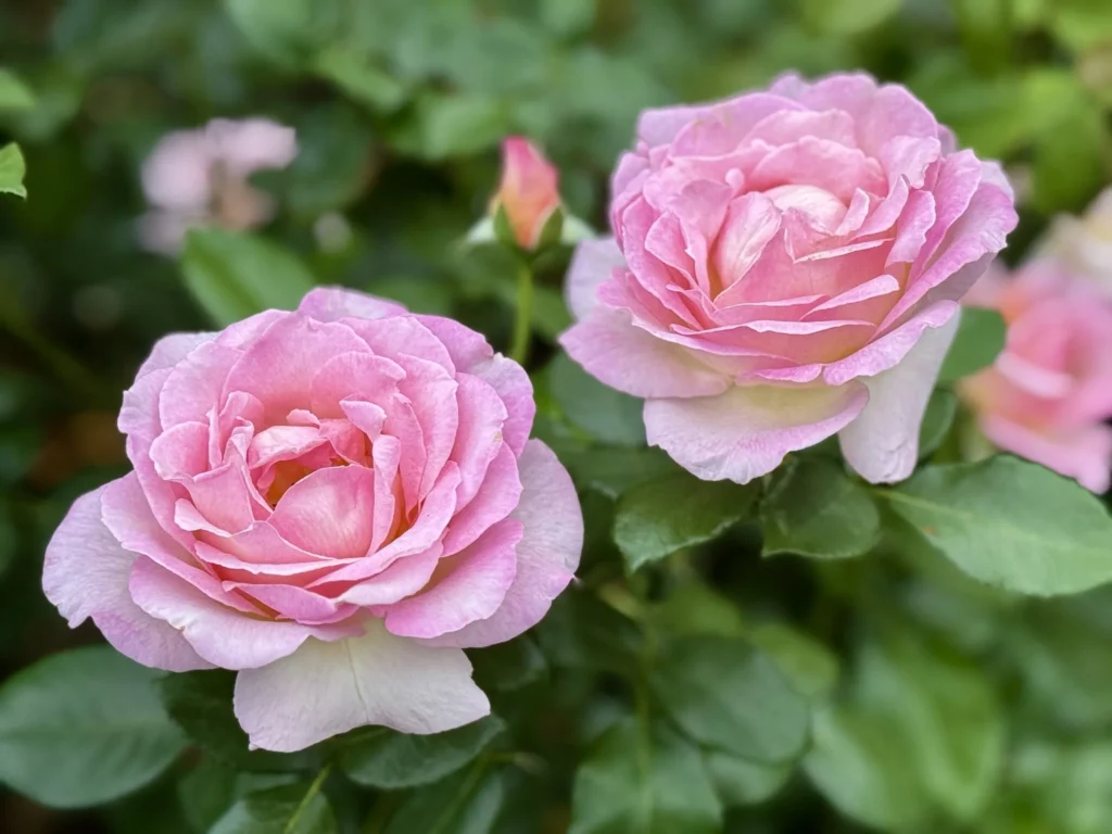 Rose parfumée : 12 variétés de rosiers à choisir en 2026
