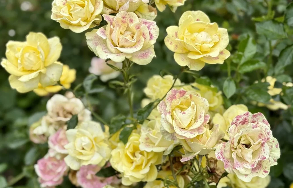 Maladies de la Rose : reconnaître et soigner vos rosiers naturellement