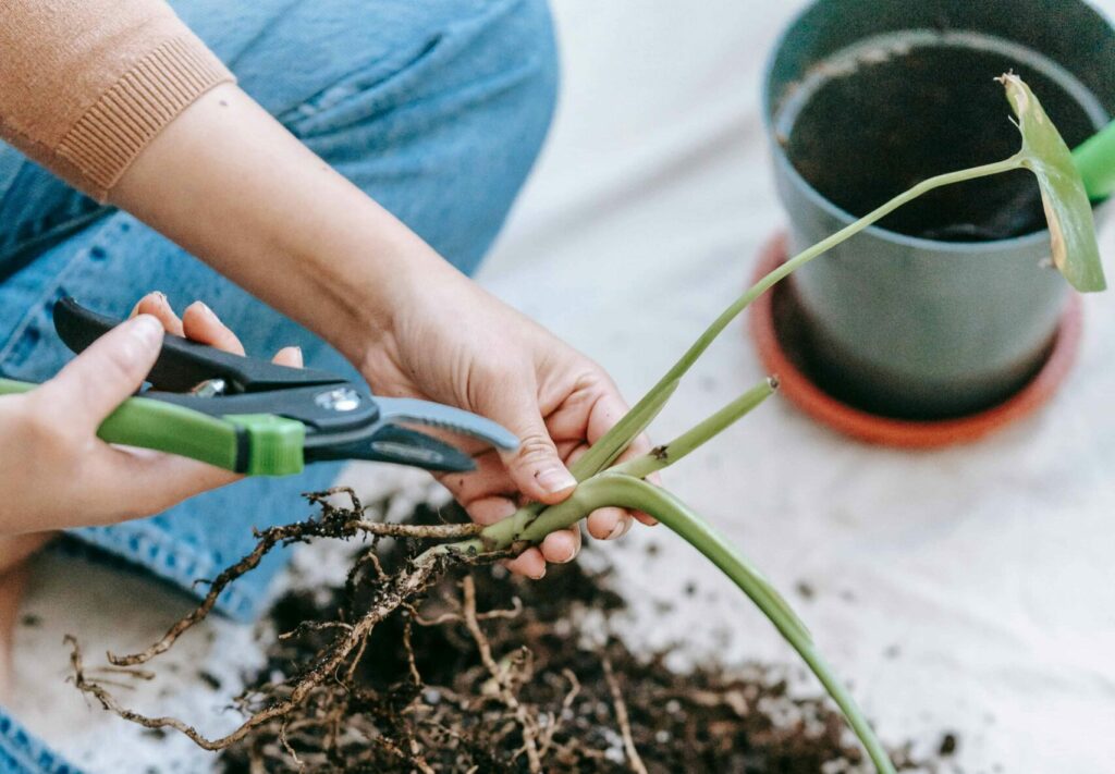 Sécateur : Le guide complet pour bien choisir et entretenir votre outil