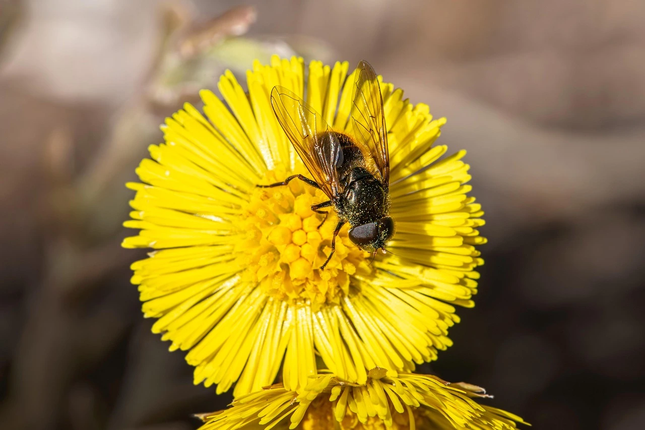 Tisane : quelles plantes faut-il cultiver pour en profiter toute l’année ? 9 erreurs à éviter au jardin