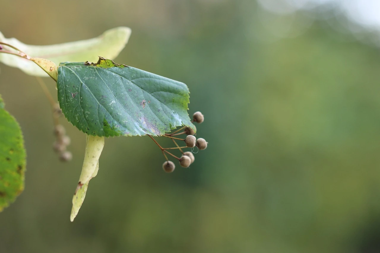 Tisane : quelles plantes faut-il cultiver pour en profiter toute l’année ?