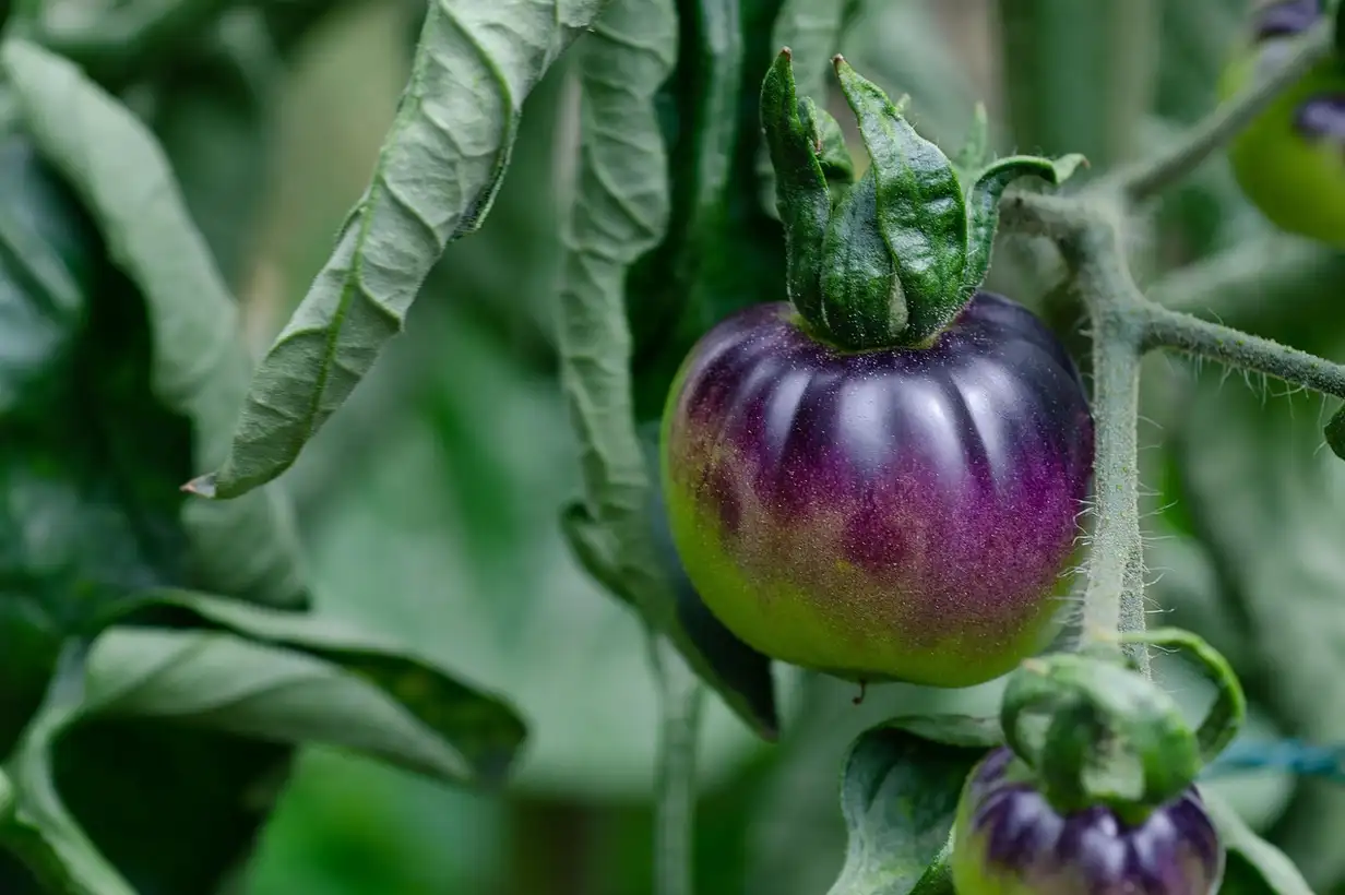 Tomate : 9 variétés incontournables à cultiver au potager
