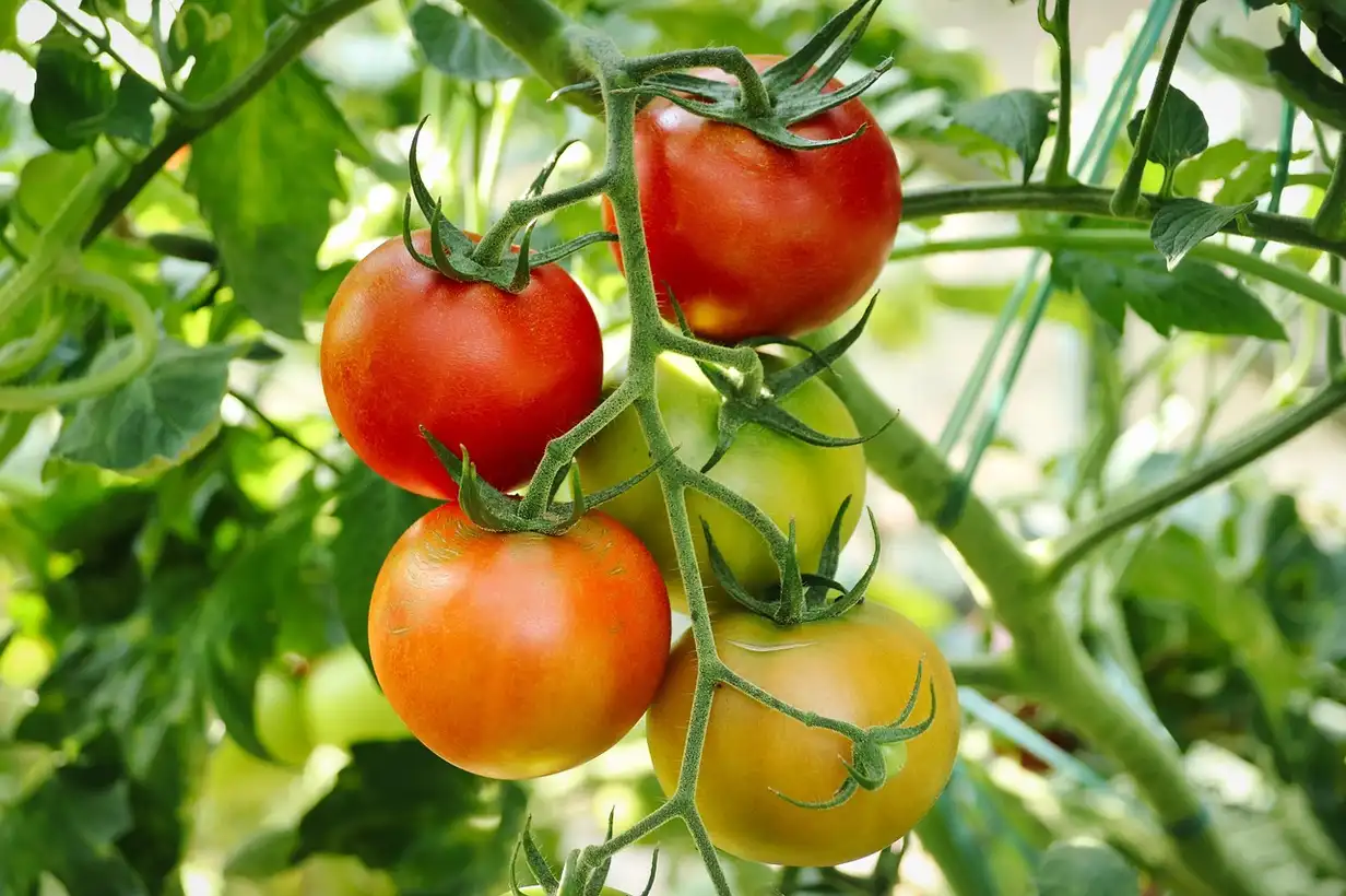 Tomate : guide complet pour réussir sa culture au potager 2026