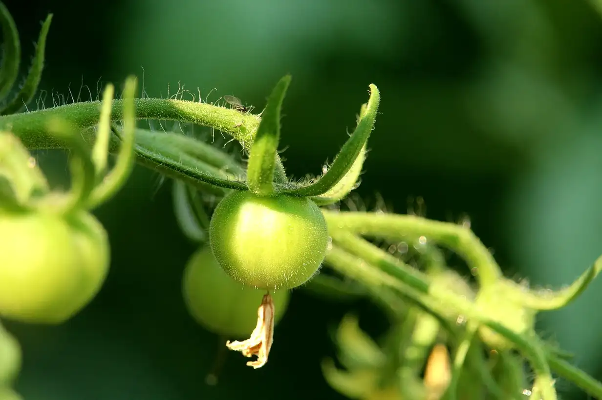 Tomate : maladies courantes et solutions naturelles en 2026