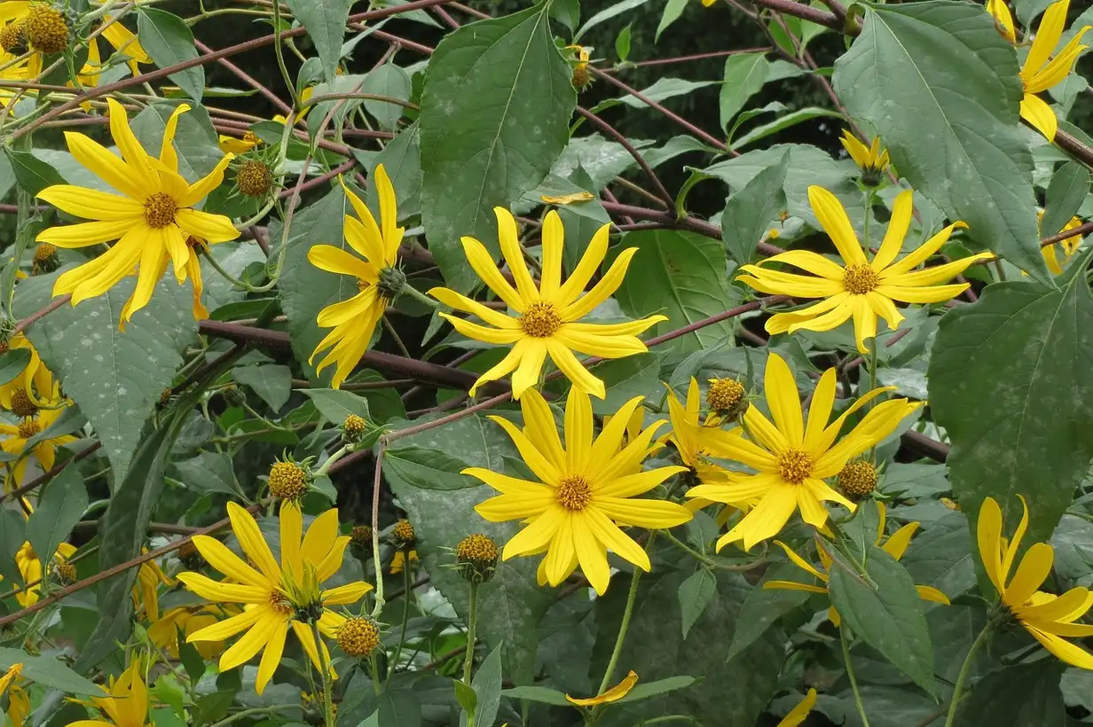 Topinambour : maladies courantes et solutions naturelles 2026