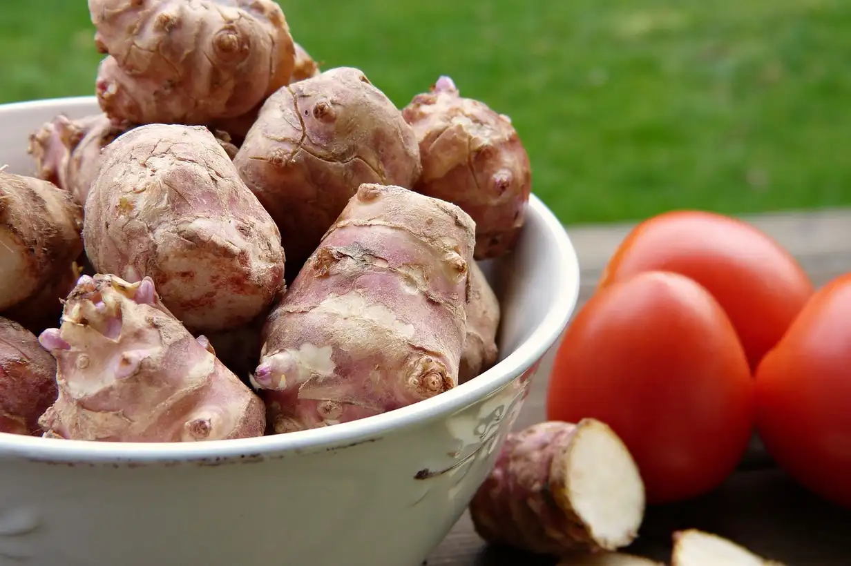 Topinambour : récolter et conserver vos tubercules tout l’hiver