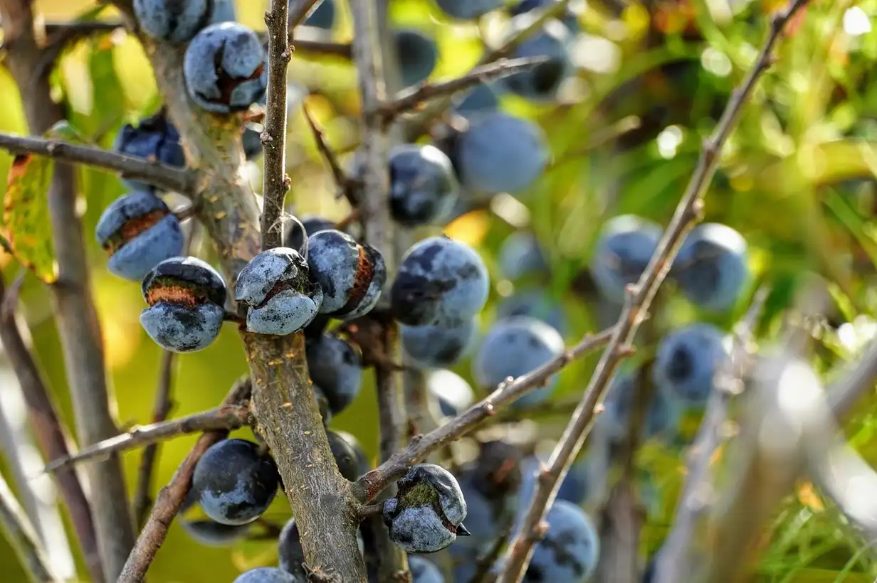 Une haie mixte : 15 arbustes incontournables à choisir en 2026
