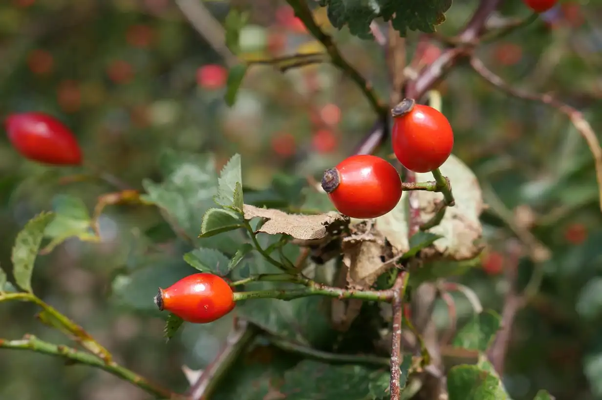 Une haie mixte : le guide complet pour un jardin vivant 2026