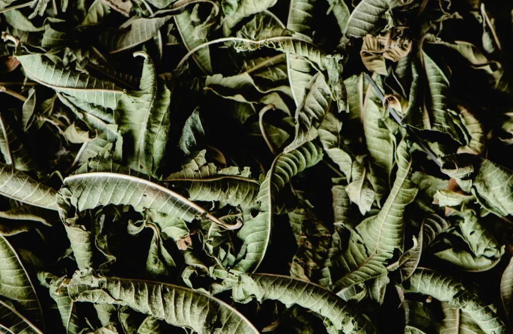 Verveine citronnelle : bienfaits, infusion et usages au quotidien