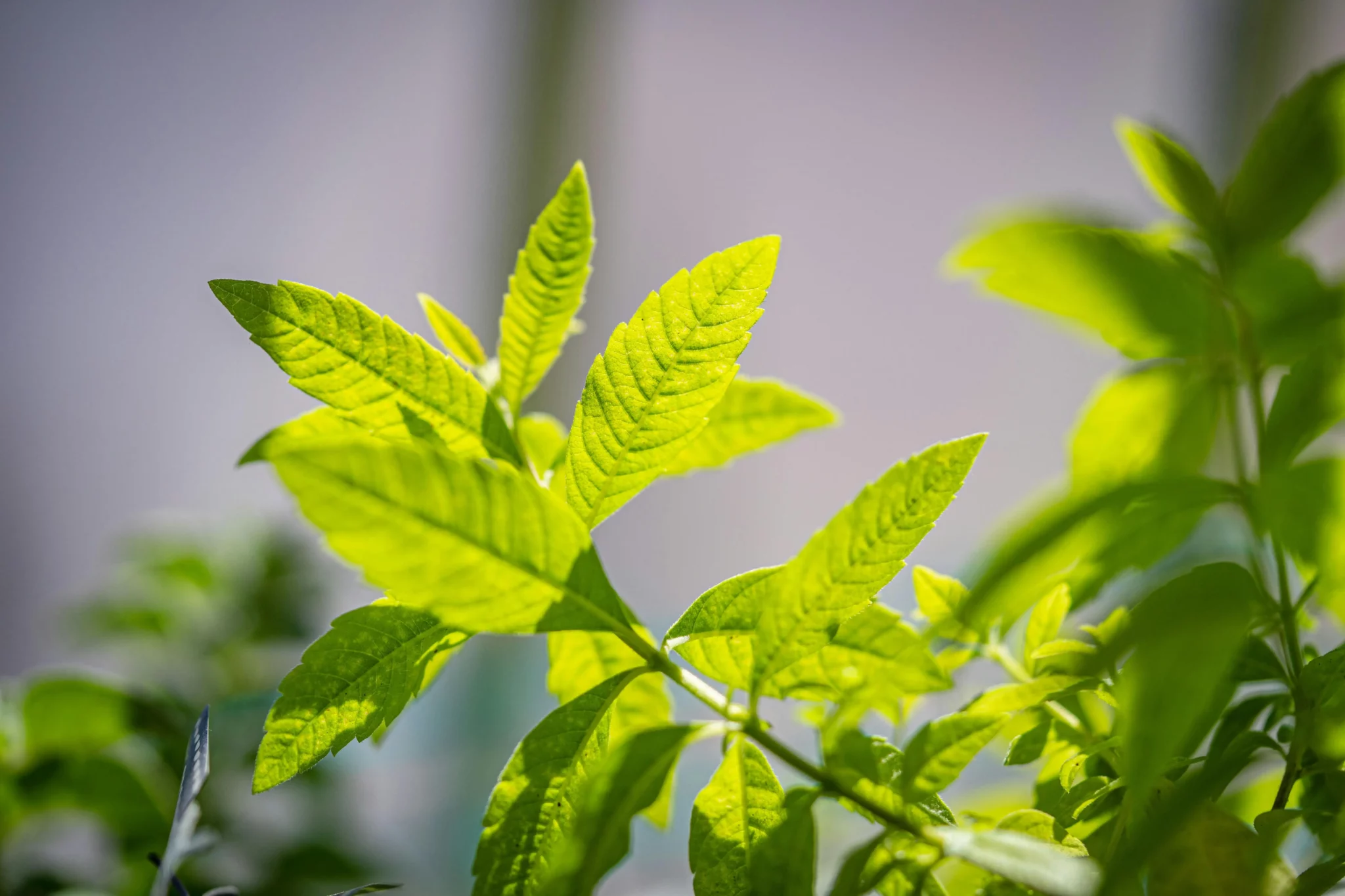 Verveine en pot : réussir sa culture sur balcon et terrasse