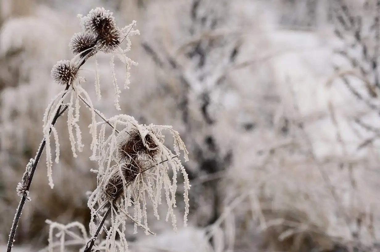 5 astuces pour protéger le jardin contre le gel au verger familial