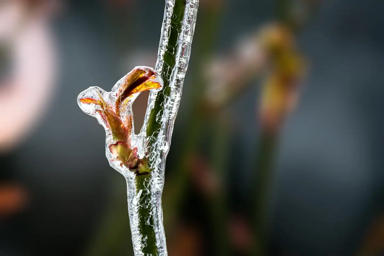 5 astuces pour protéger le jardin contre le gel sur balcon et petite surface