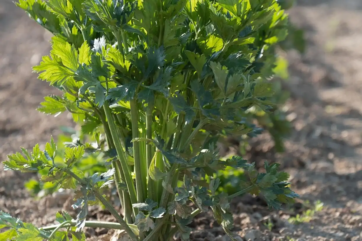 5 légumes résistants au froid : le guide complet 2026