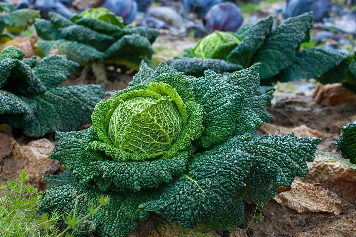 5 légumes résistants au froid : variétés et choix pour votre potager