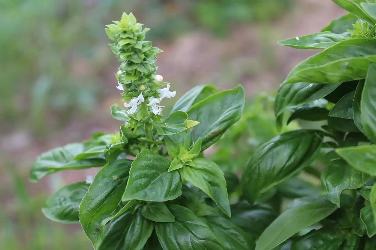 Basilic thaï : 7 erreurs à éviter pour une belle récolte