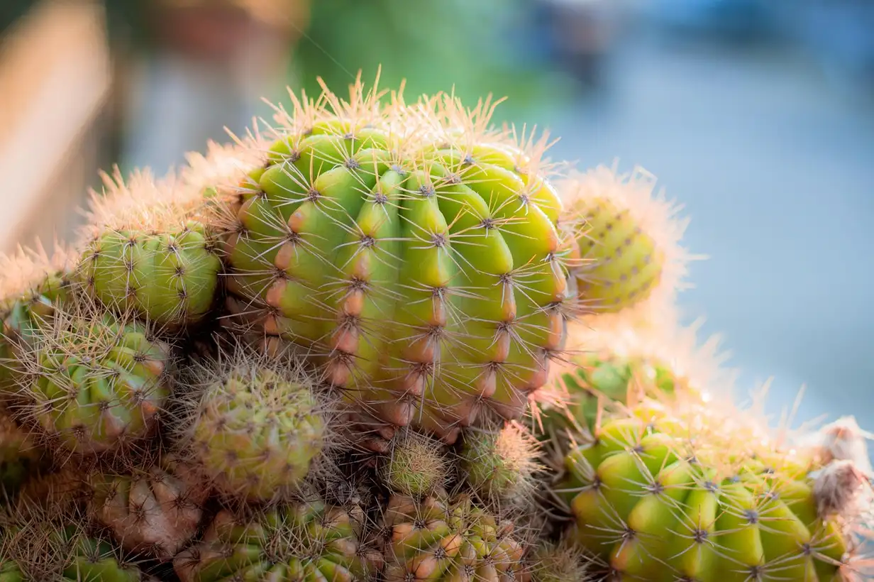 Cactus d’intérieur en pot : 7 erreurs à éviter absolument