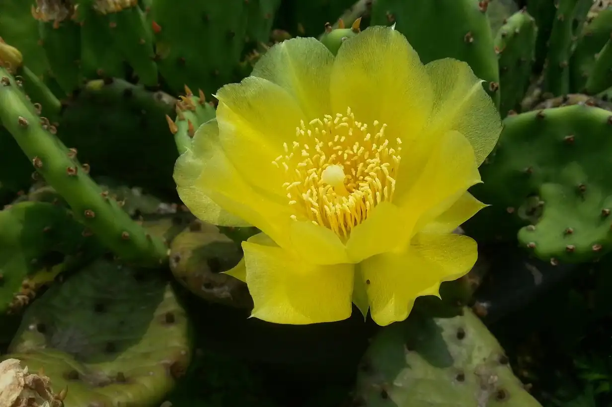 Cactus d’intérieur en pot : 9 variétés faciles pour débuter