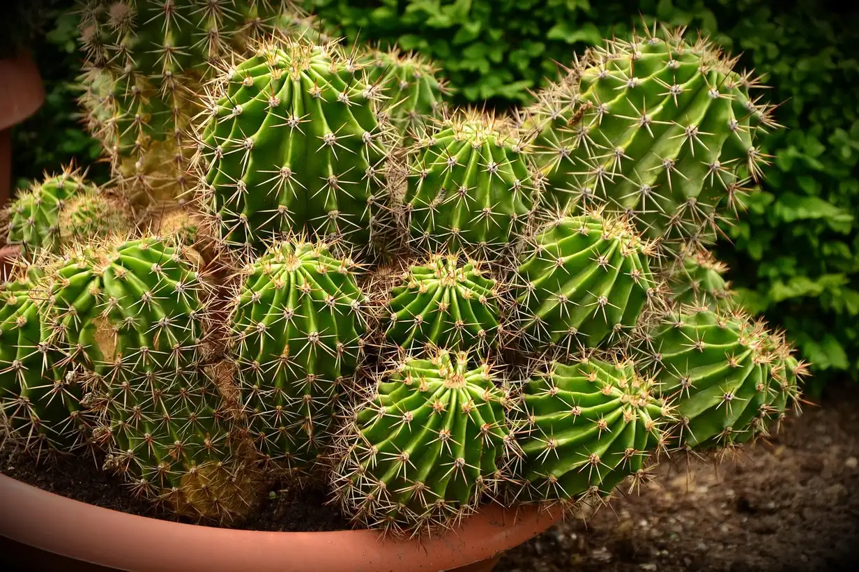 Cactus d’intérieur : guide complet de culture et d’entretien