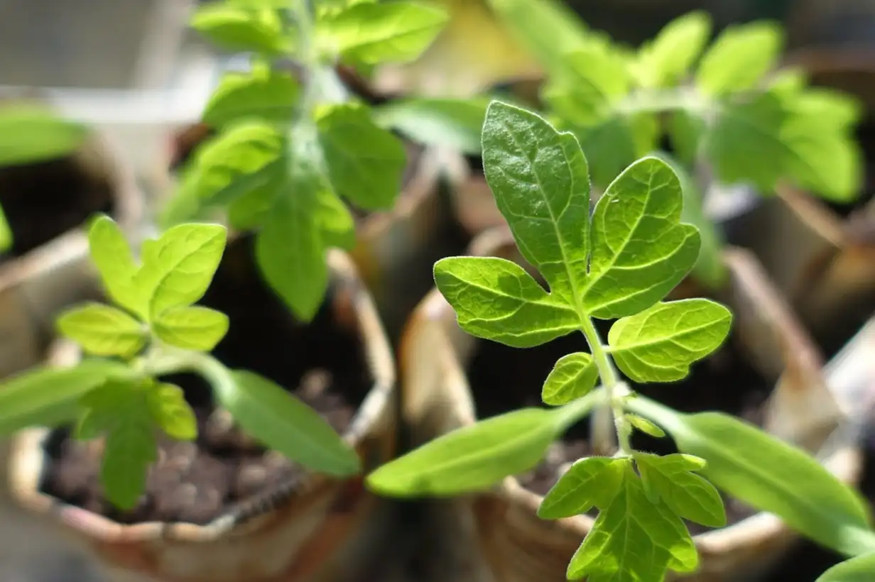 Calendrier des semis par saison et paillage : duo gagnant
