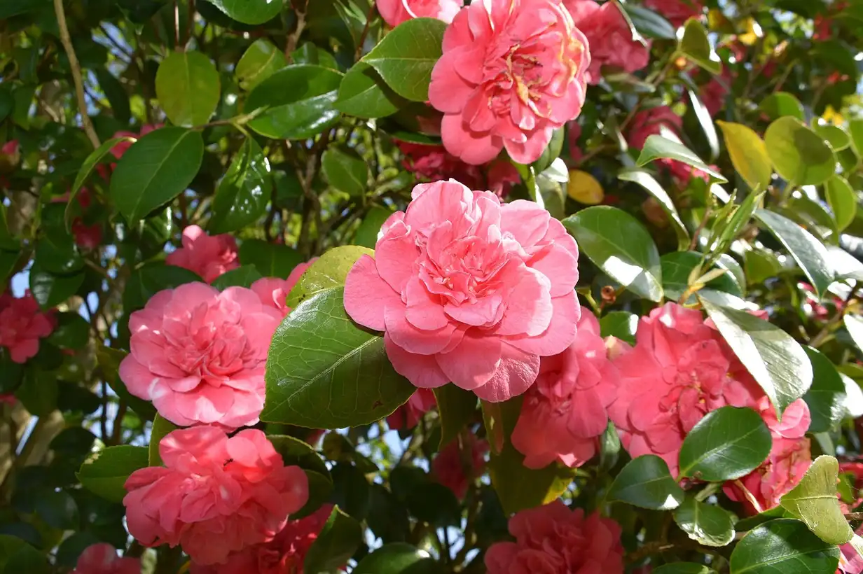 Camélia en pot : réussir la culture sur balcon et terrasse
